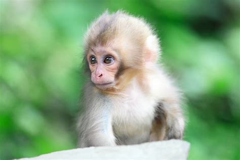 cute monkey pictures|cute monkey wallpaper images.